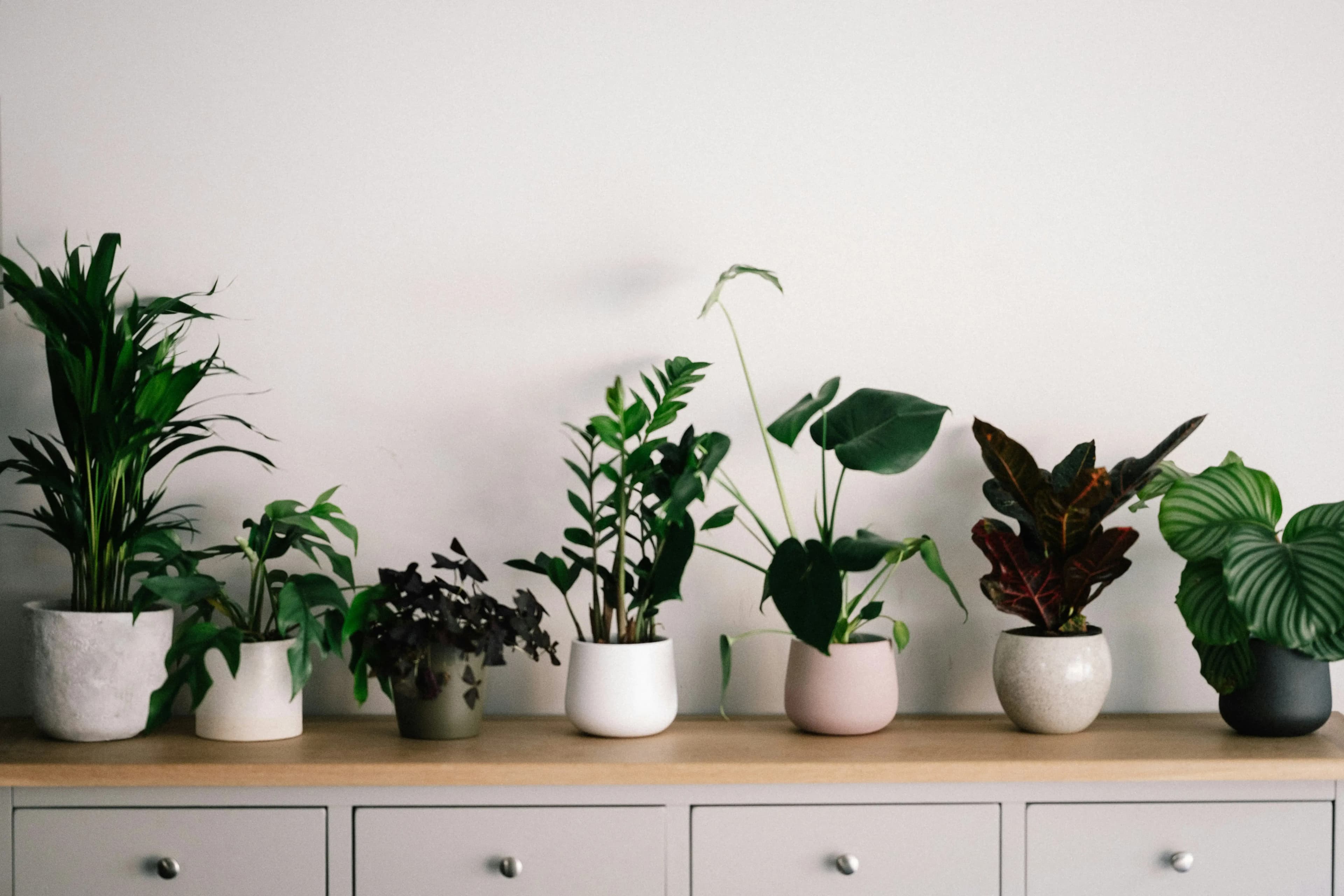 Botanical Atelier