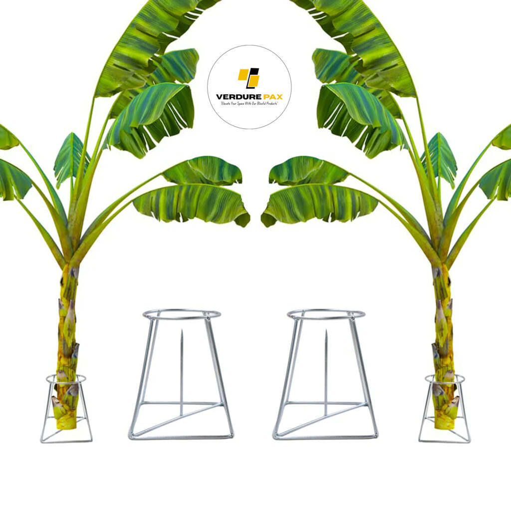 Verdure Pax Banana Tree Holder – Pooja Stand Plant Display